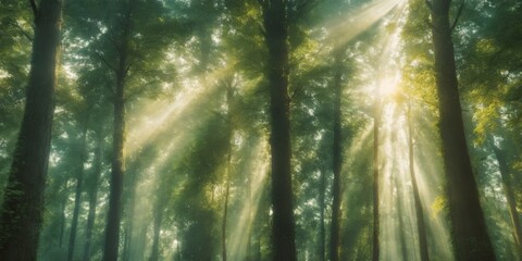 Obraz premium Digital art of a serene forest with tall trees, green foliage, a