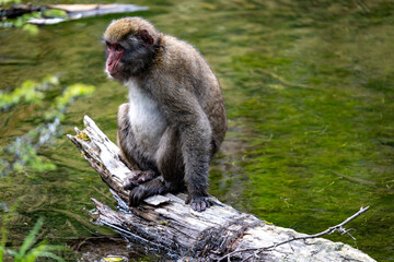 上高地の日本猿の写真