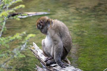 上高地の日本猿の写真