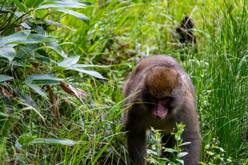 上高地の日本猿の写真