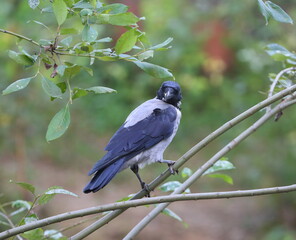 A crow is sitting on a tree branch