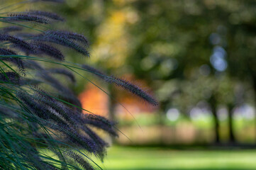 Pennisetum alopecuroides hameln foxtail fountain grass growing in the park, beautiful ornamental...