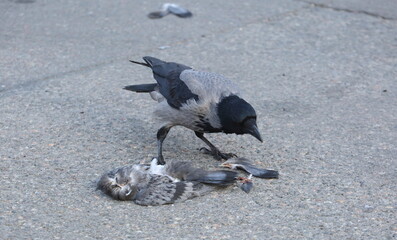 A crow pecks a dead pigeon on the asphalt