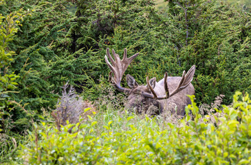 Bull Alaska yukon Moose in Autumn in Alaska