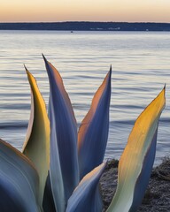 A close-up of agave leaves illuminated by the warm light of sunset, with the tranquil waters of the lake and a distant shoreline as a calming background.