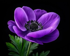 Beautiful purple anemone flower against a black background.