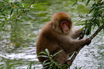 上高地の日本猿の写真