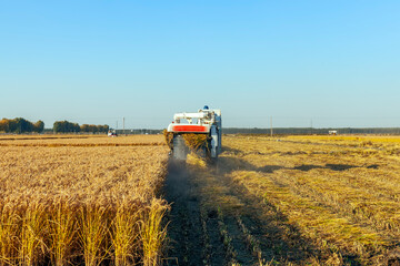 Fototapeta premium Harvester machine is harvesting rice
