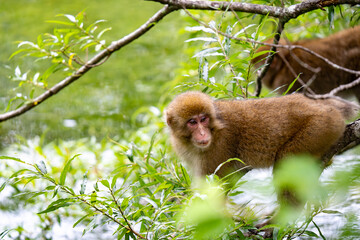 Fototapeta premium 上高地の日本猿の写真