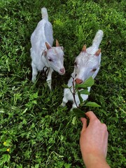 white goat in the grass