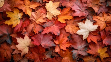 Obraz premium Autumn leaves background with copy space 