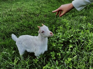 child feeding a goat