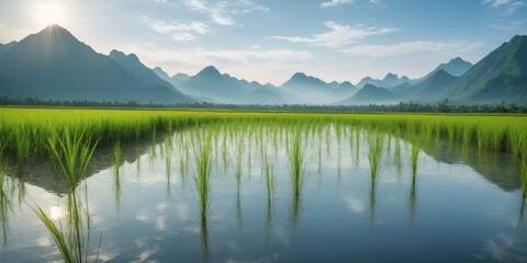 Obraz premium Lush rice field landscape with mountains, blue sky, and mirror-l