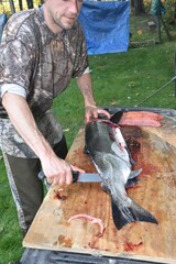 How to fillet salmon 