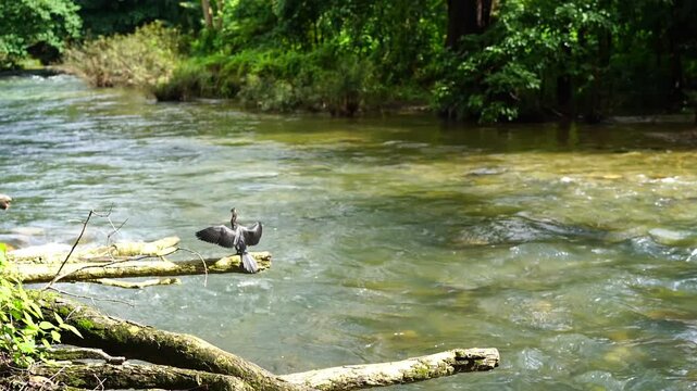 Black Little cormorant or Javanese cormorant Microcarbo niger spread wings and perched on a branch extending over the river in nature canal at the natural forest park in the morning.