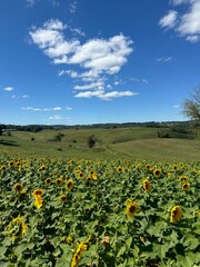 Sunflower field with bright blue sky and mountains in the background.