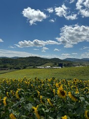 Fototapeta premium Sunflower field with bright blue sky and mountains in the background.