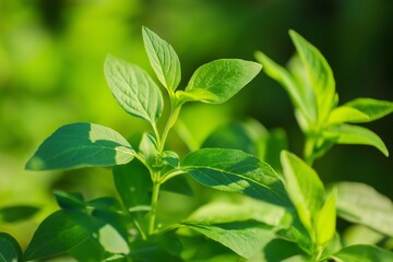 A green plant with vibrant leaves illuminated by sunlight, showcasing the detailed beauty of nature in close-up.