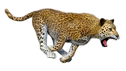 3D Rendering Big Cat Leopard on White