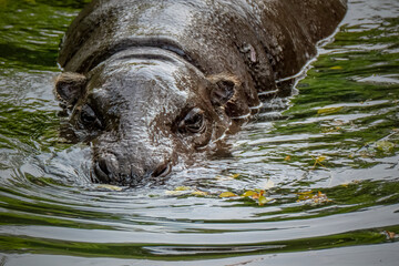 Fototapeta premium Pygmy Hippo