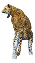 3D Rendering Big Cat Leopard on White