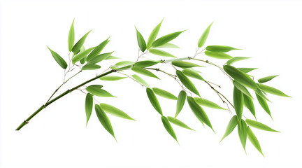 Fototapeta premium Green bamboo with leaves isolated on white background with clipping path and full depth of field isolated on white background 