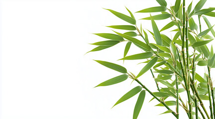Green bamboo with leaves isolated on white background with clipping path and full depth of field isolated on white background
