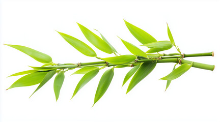 Fototapeta premium Green bamboo with leaves isolated on white background with clipping path and full depth of field isolated on white background 