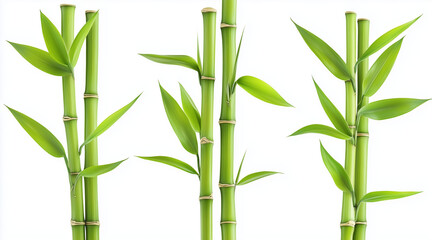 Green bamboo with leaves isolated on white background with clipping path and full depth of field isolated on white background
