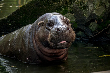 Pygmy Hippo