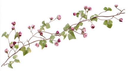 Naklejka premium Green vine plant with dried pink flowers isolated on white background isolated on white background,. Created using Generative AI Technology 