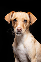 This small tan dog stands confidently under bright lighting, its expressive eyes capturing...