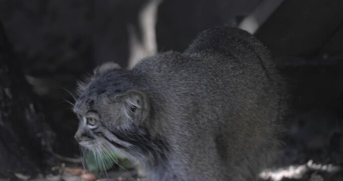 Pallas's cat (Otocolobus manul), also known as the manul, is a small wild cat with long and dense light grey fur, and rounded ears set low on the sides of the head.