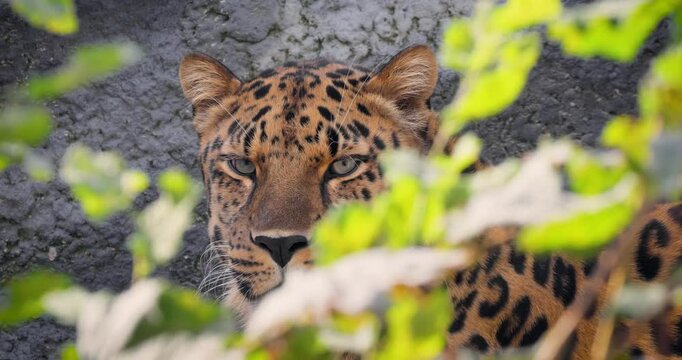 Amur leopard (Panthera pardus orientalis) is a leopard subspecies native to the Primorye region of southeastern Russia and northern China. It is listed as Critically Endangered.