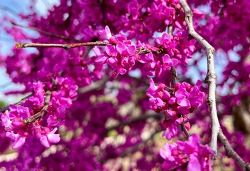 Fototapeta premium Spring Time Fuchsia Blossoms in Oklahoma