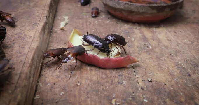 Cockroaches eat leftover food. Oriental cockroach (Blatta orientalis), also known as the waterbug (as they live in damp areas) or black cockroach as their bodies are mostly dark.