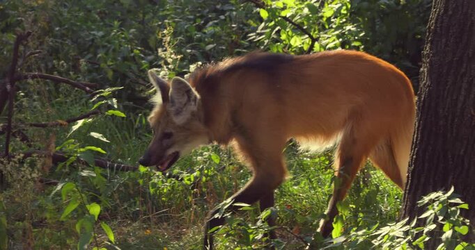 Maned Wolf in forest. The maned wolf (Chrysocyon brachyurus) is a large canine of South America.