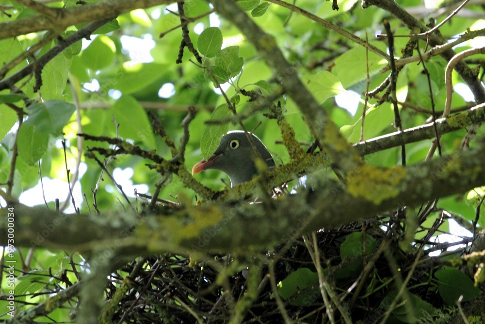 Wall mural the pigeon mother sits on the eggs in the nest among the branches of the apple tree