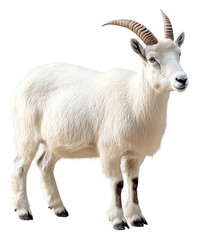 PNG White mountain goat standing on a rocky terrain