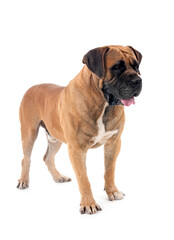 Obraz premium Boerboel in studio