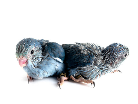 young Pacific parrotlet in studio