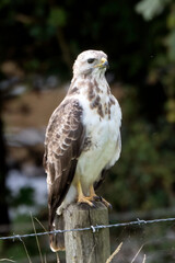 Buzzard as seen in Cornwall