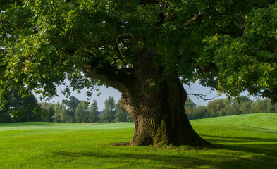 Quercus robur or English oak, Enghien, Belgium