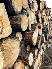 A pile of logs with some of them being cut in half. The logs are stacked on top of each other, and some of them are leaning on each other. Scene is one of rustic and natural beauty