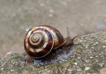 Keep Moving: Slow but Steady Journey of a Snail. Concrete floor.