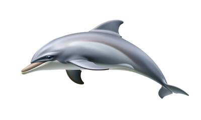 Dolphin left side viewisolated on transparent background 