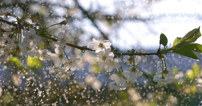 Cherry blossom period. Drops of spring rain fall on a cherry blossom. Shot on super slow motion camera 1000 fps.