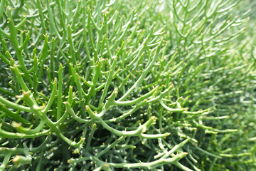 Euphorbia tirucalli desert plant leaves