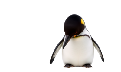 penguin  bow head isolated on transparent background  