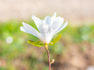 Mixed colorful flowers Nature background